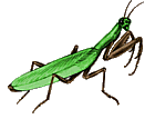 Bug
